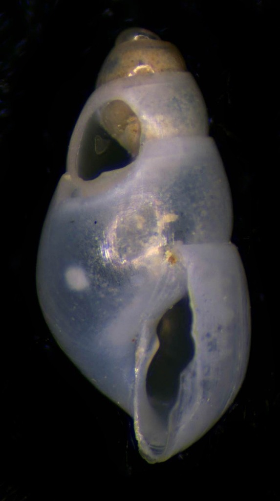 Ondina diaphana da confermare